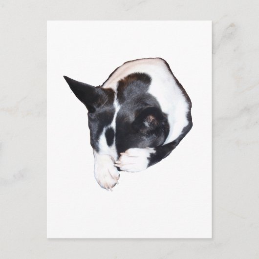 Piper - Slapen Briefkaart (Voorkant)