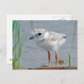 Pipet Briefkaart (Voorkant / Achterkant)