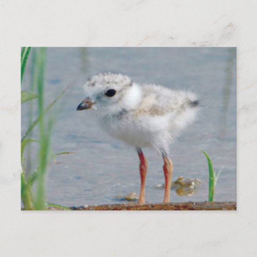 Pipet Briefkaart (Voorkant)