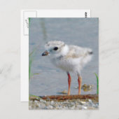 Pipet Briefkaart (Voorkant / Achterkant)