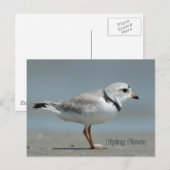 Pipet Briefkaart (Voorkant / Achterkant)