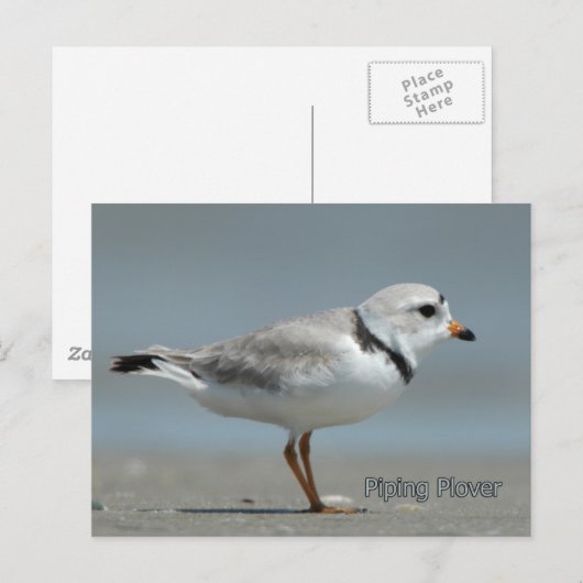 Pipet Briefkaart (Voorkant / Achterkant)