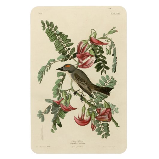 Pipetteer Flycatcher van de Amerikaanse vogels van Magneet (Verticaal)