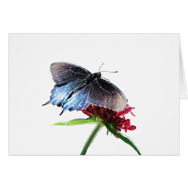 Pipevine Swallowtail Butterfly (Voorkant Horizontaal)