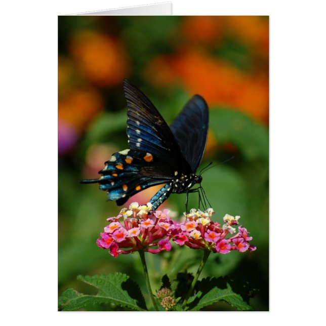 Pipevine Swallowtail Butterfly (Voorkant)