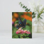 Pipevine Swallowtail Butterfly Briefkaart (Staand voorkant)
