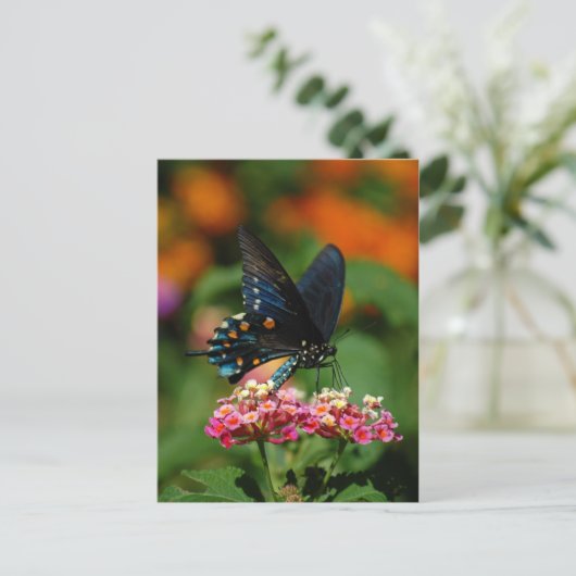Pipevine Swallowtail Butterfly Briefkaart (Staand voorkant)