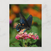 Pipevine Swallowtail Butterfly Briefkaart (Voorkant)