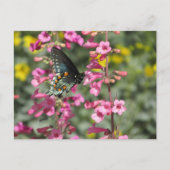 Pipevine Swallowtail Butterfly Briefkaart (Voorkant)