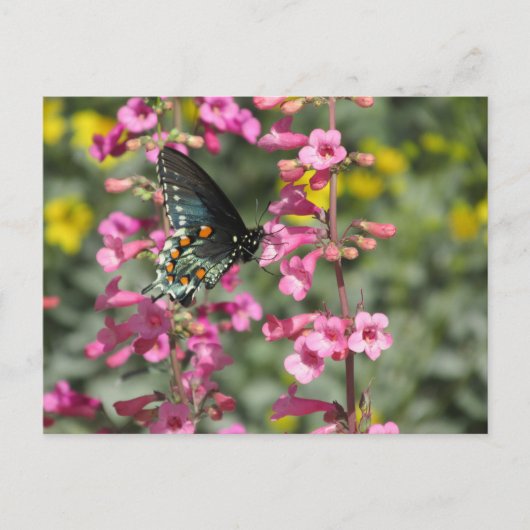 Pipevine Swallowtail Butterfly Briefkaart (Voorkant)