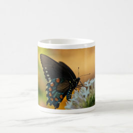 Pipevine Swallowtail Butterfly Koffiemok