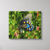 Pipevine Swallowtail Canvas (Voorkant)