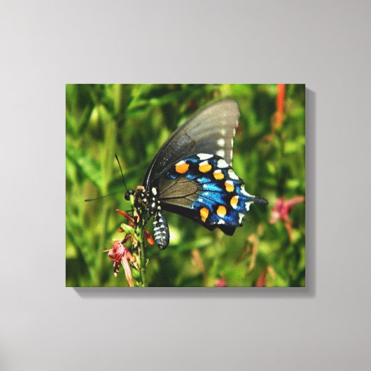 Pipevine Swallowtail Canvas (Voorkant)
