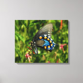 Pipevine Swallowtail Canvas Afdruk (Voorkant)