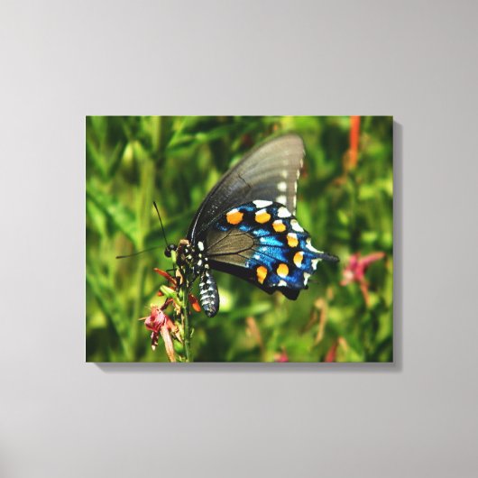 Pipevine Swallowtail Canvas Afdruk (Voorkant)