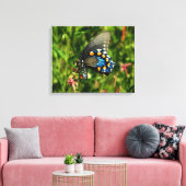 Pipevine Swallowtail Canvas Afdruk (Insitu (Woonkamer))