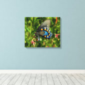 Pipevine Swallowtail Canvas Afdruk (Insitu (Houten vloer))