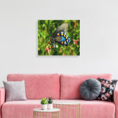 Pipevine Swallowtail Canvas Afdruk (Insitu (Woonkamer))