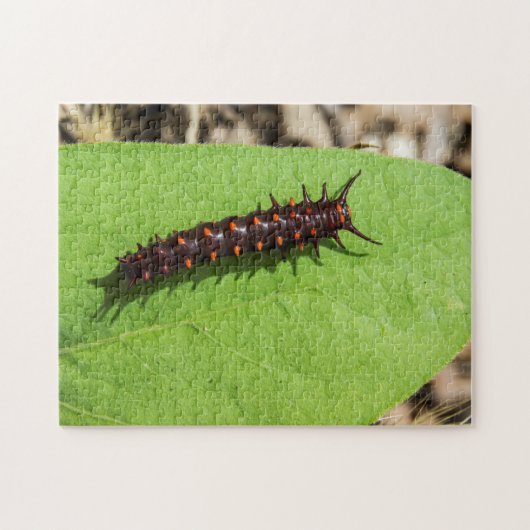 Pipevine Swallowtail Caterstyle op een lef Legpuzzel (Horizontaal)