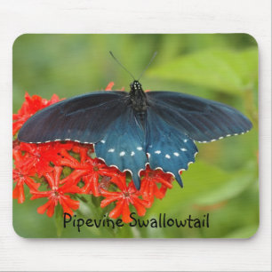 Pipevine Swallowtail Muismat
