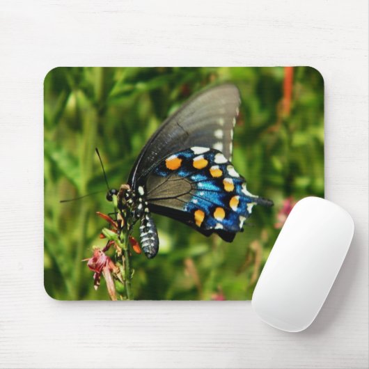Pipevine Swallowtail Muismat (Met muis)