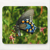 Pipevine Swallowtail Muismat (Voorkant)