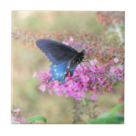 Pipevine Swallowtail op Vlinderstruik Tegeltje (Voorkant)