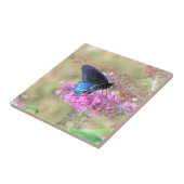 Pipevine Swallowtail op Vlinderstruik Tegeltje (Zijkant)