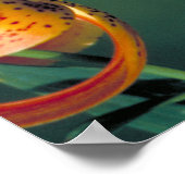 Pipevine Swallowtail Poster (Hoek)