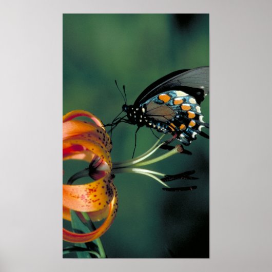 Pipevine Swallowtail Poster (Voorkant)