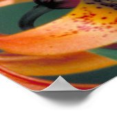 Pipevine Swallowtail Poster (Hoek)