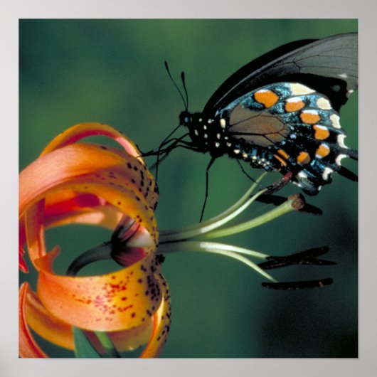 Pipevine Swallowtail Poster (Voorkant)