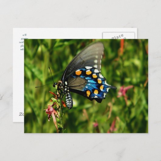 Pipevine swallowtail vlinder briefkaart (Voorkant / Achterkant)