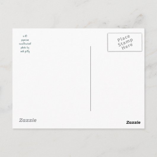 Pipevine swallowtail vlinder briefkaart (Achterkant)