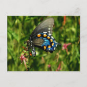 Pipevine swallowtail vlinder briefkaart (Voorkant)