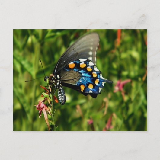 Pipevine swallowtail vlinder briefkaart (Voorkant)