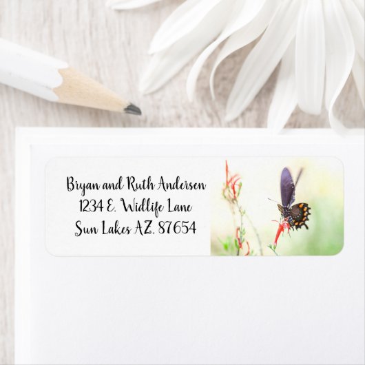 Pipevine Swallowtail-vlinder in middaglicht Etiket (Insitu)