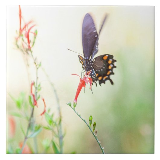Pipevine Swallowtail-vlinder in middaglicht Tegeltje (Voorkant)