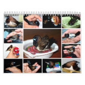 Pipi de schattige vink kalender (Hoes)