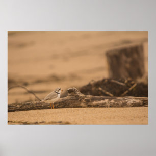 Piping Plover 36 x 24 Waardeposter papier (Matte) Poster