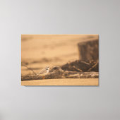 PIPING PLOVER 36 X 24 WRAPPED CANVAS PRINT (Voorkant)
