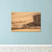 PIPING PLOVER 36 X 24 WRAPPED CANVAS PRINT (Insitu (Houten vloer))