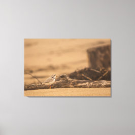 PIPING PLOVER 36 X 24 WRAPPED CANVAS PRINT