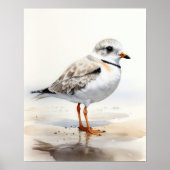 Piping Plover Bird Art Print Poster (Voorkant)