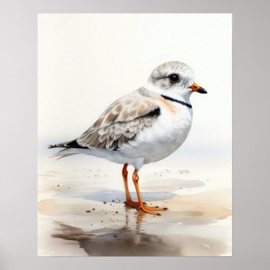 Piping Plover Bird Art Print Poster (Voorkant)