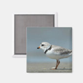 Piping Plover op het strand Magneet (Voorkant / Achterkant)