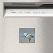Piping Plover op het strand Magneet (Insitu (Vaatwasser))