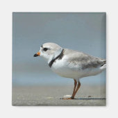 Piping Plover op het strand Magneet (Voorkant)