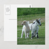 Pippi en Gray Briefkaart (Voorkant / Achterkant)