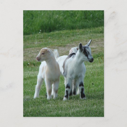 Pippi en Gray Briefkaart (Voorkant)